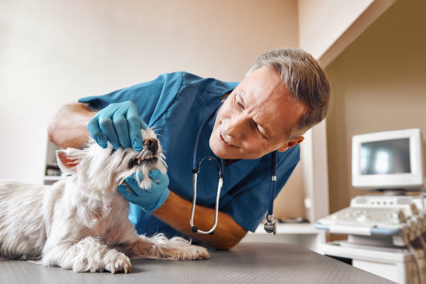 Best Emergency Dental Services for Seniors in Middleport, NY